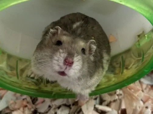 長尾絨鼠