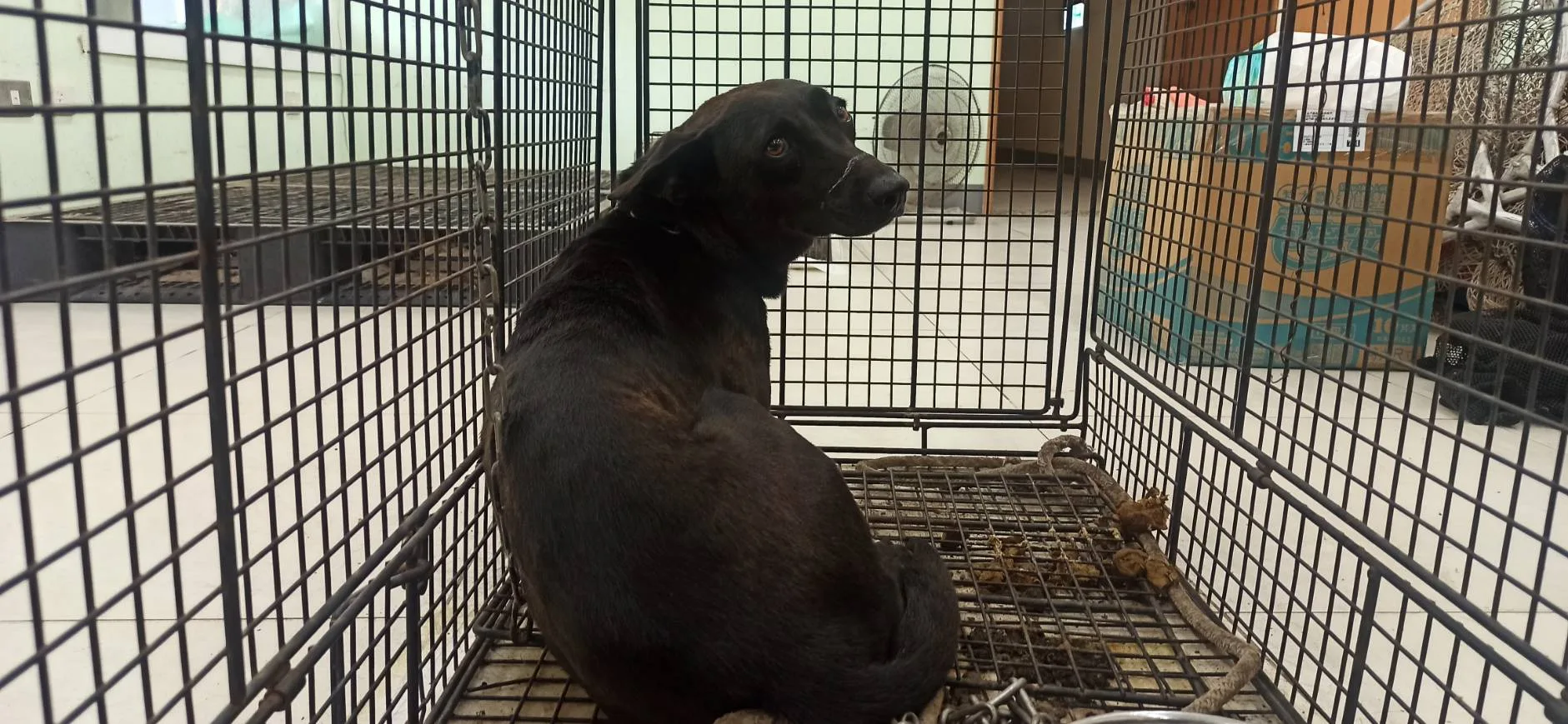 混種犬