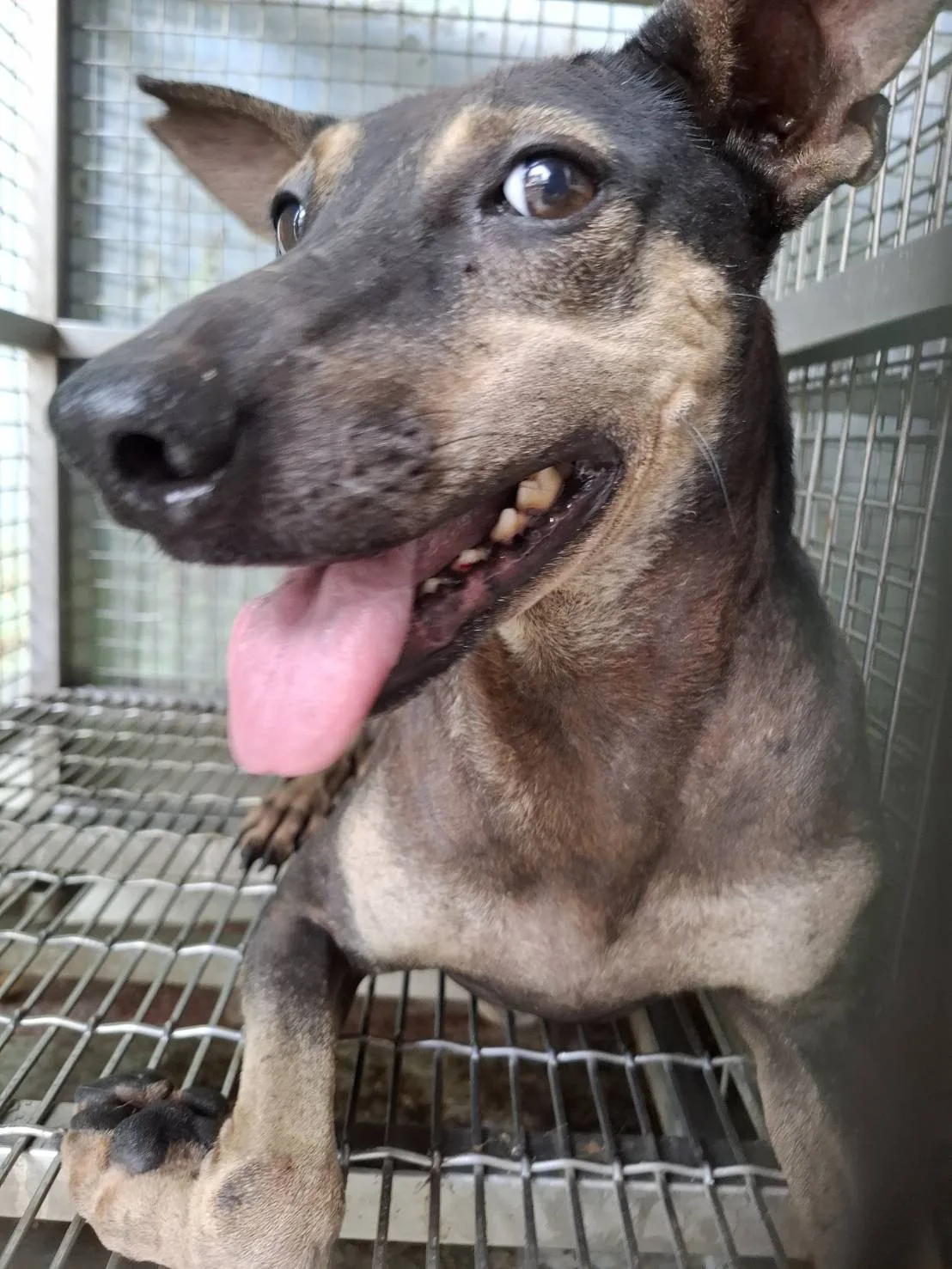混種犬