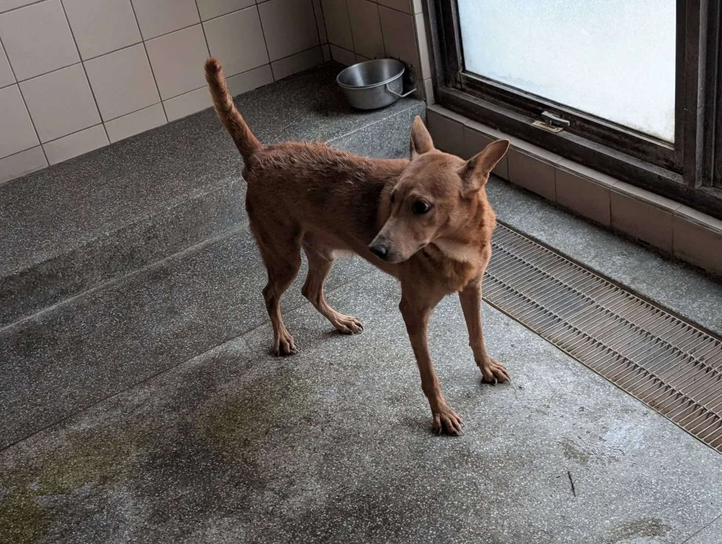 混種犬