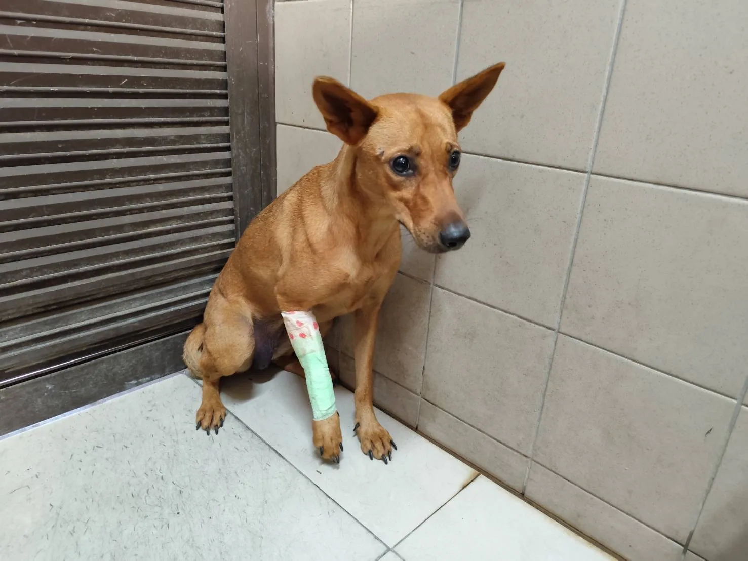 混種犬