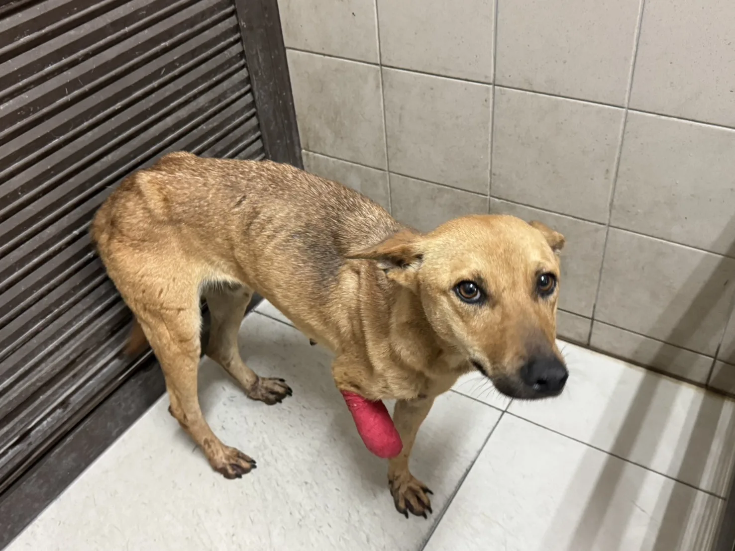 混種犬