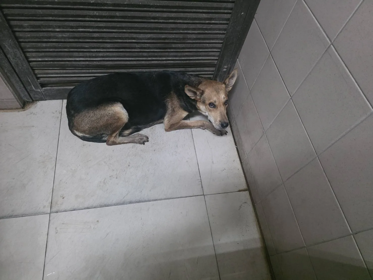混種犬