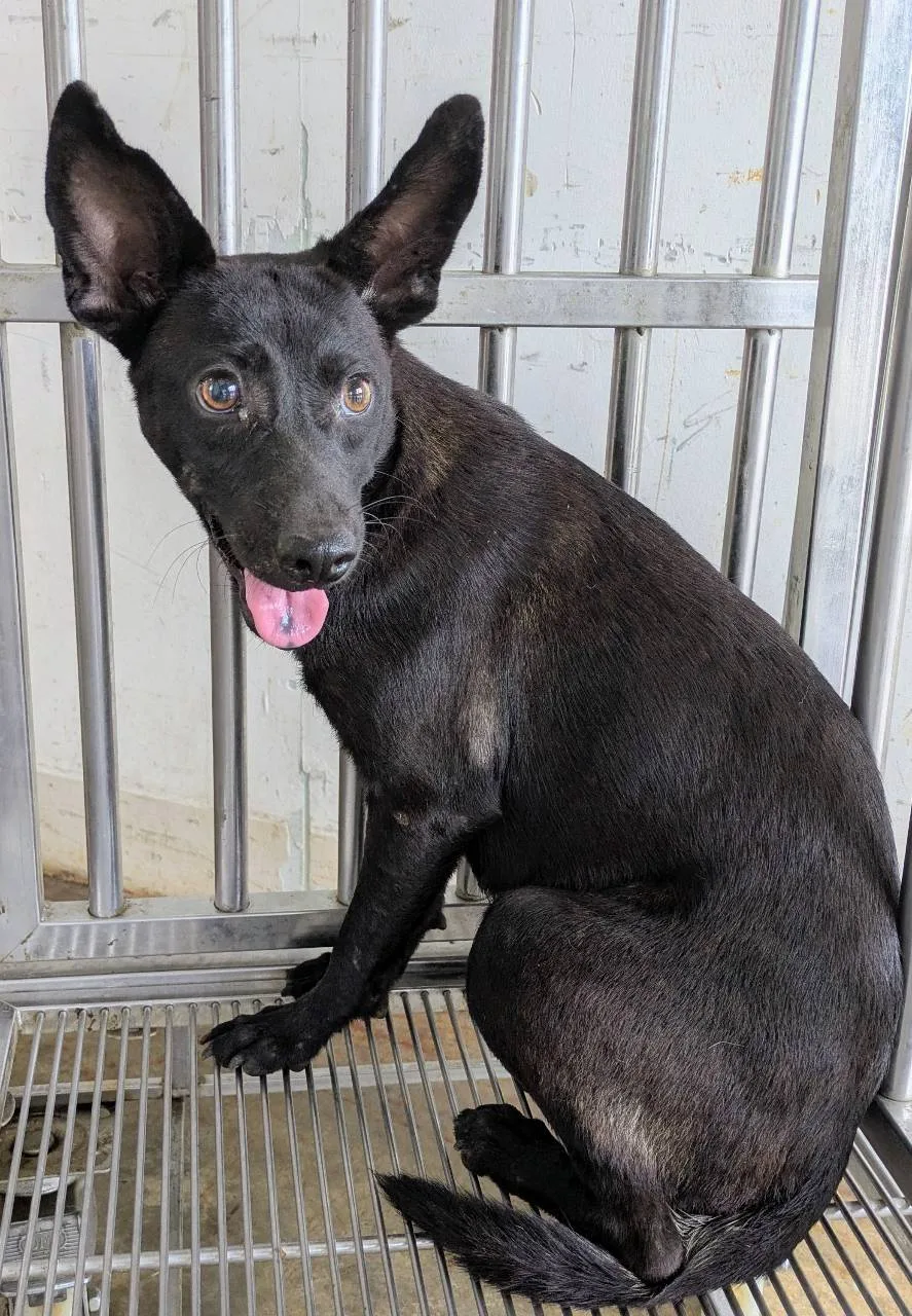 混種犬