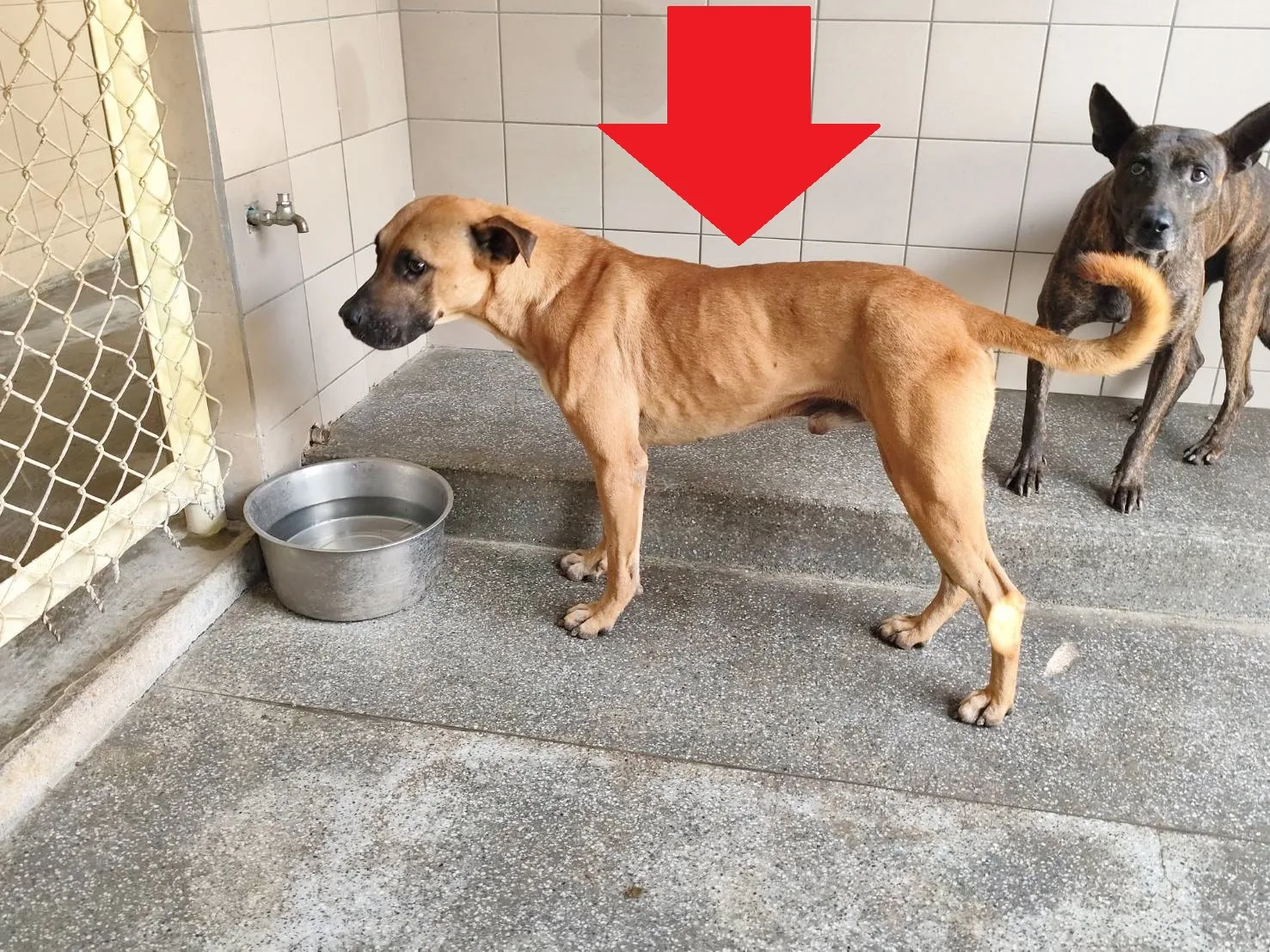 混種犬