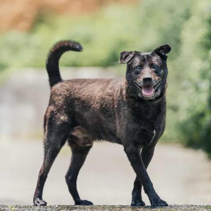 混種犬