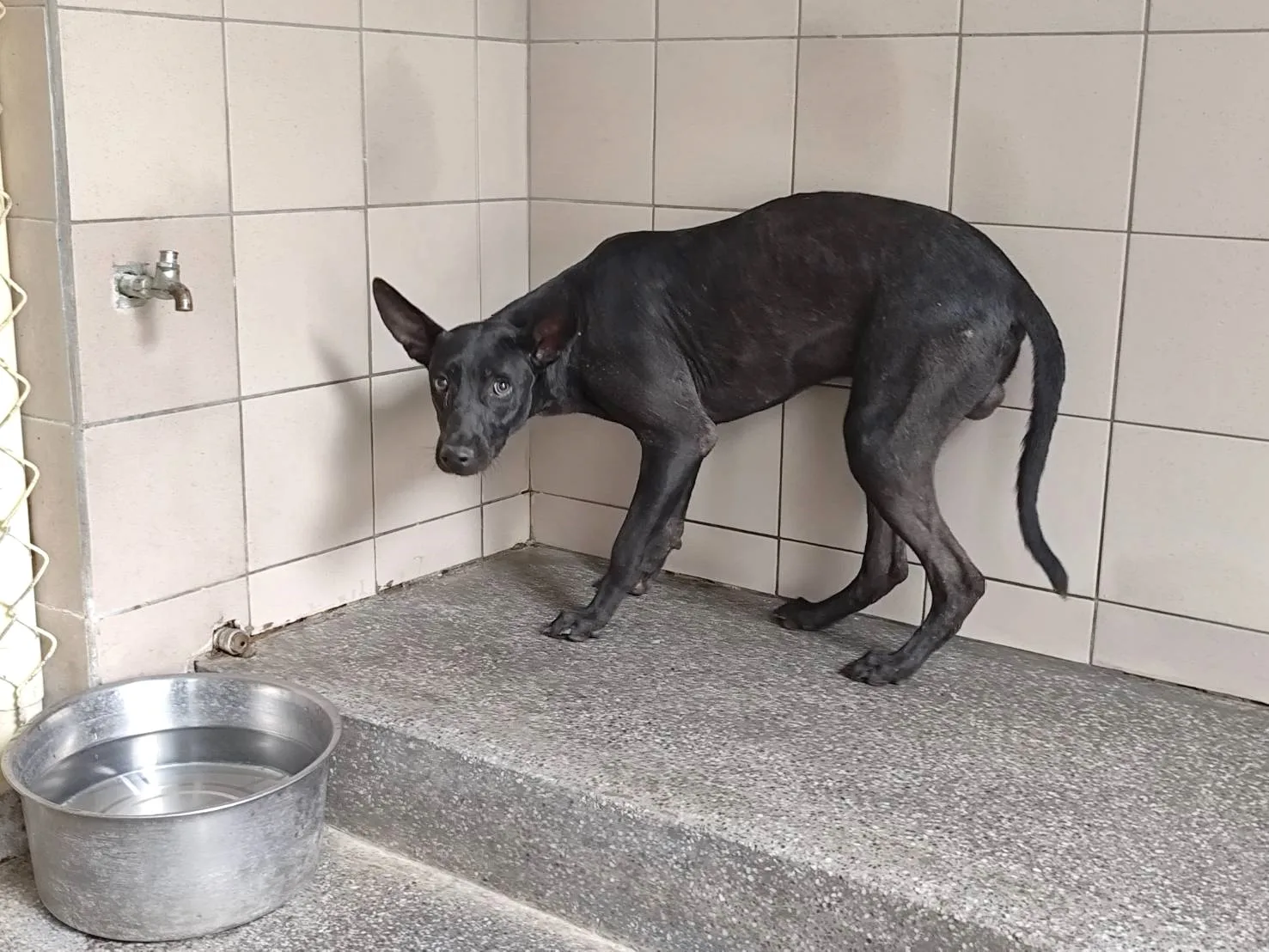 混種犬