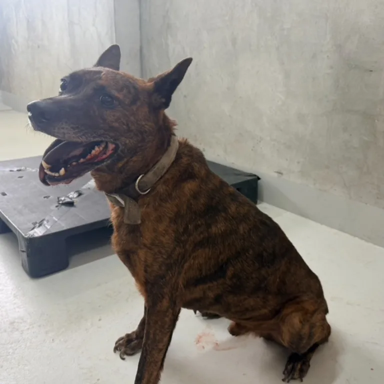 混種犬