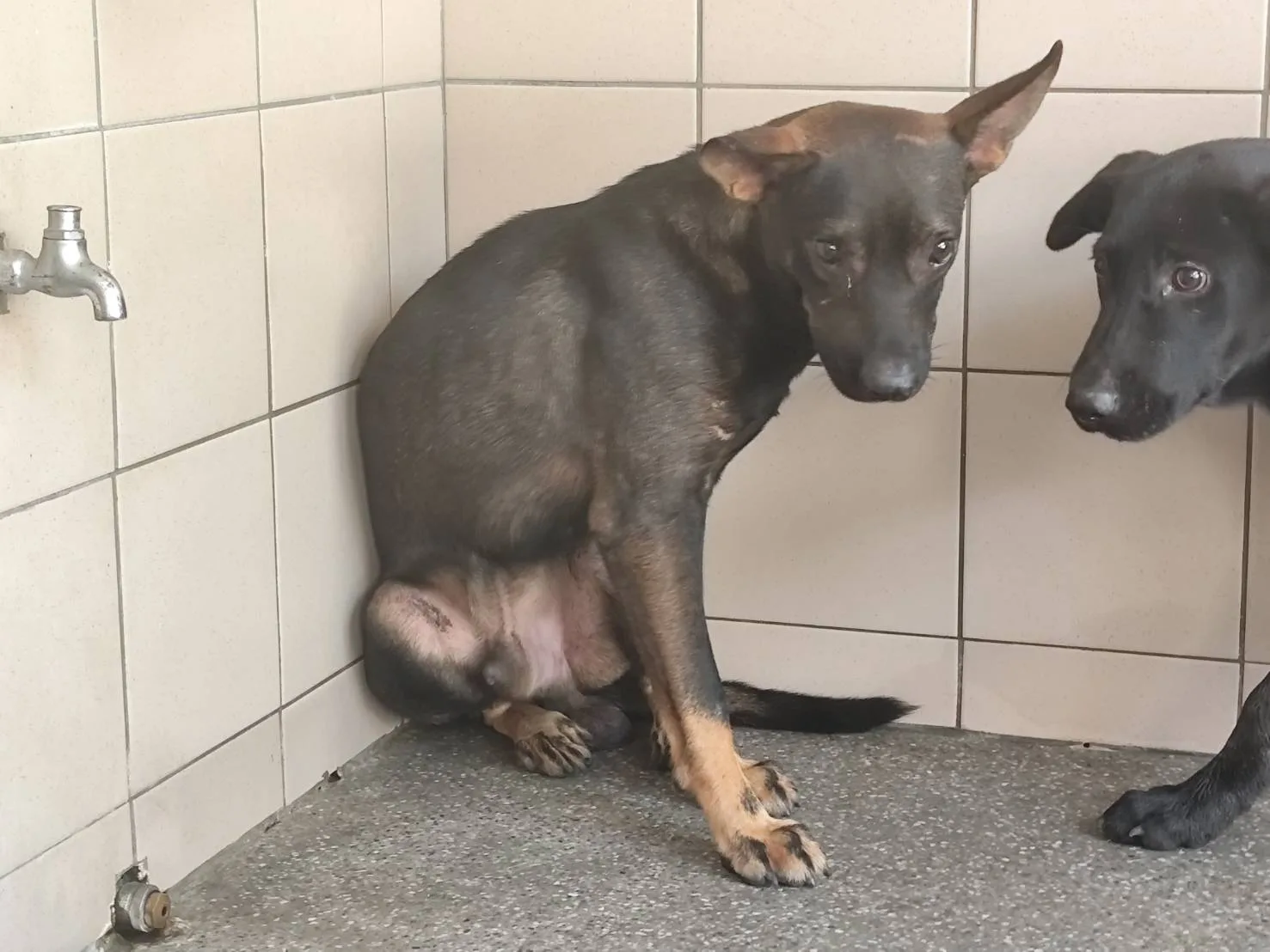 混種犬