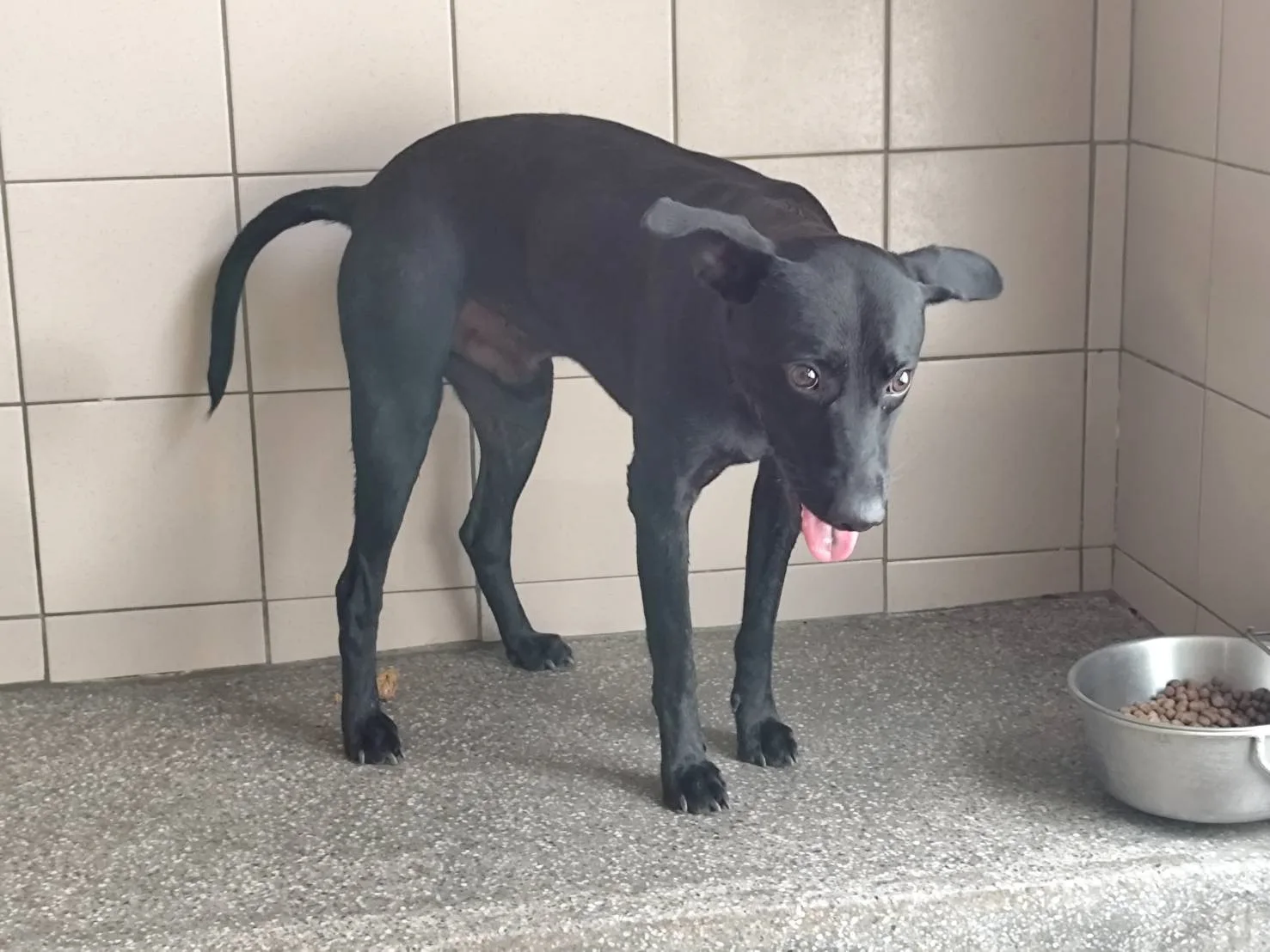 混種犬