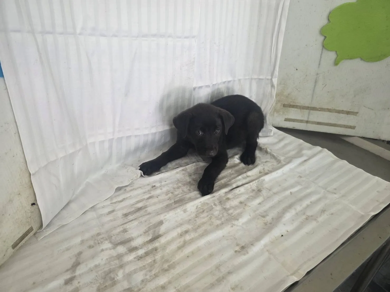 混種犬