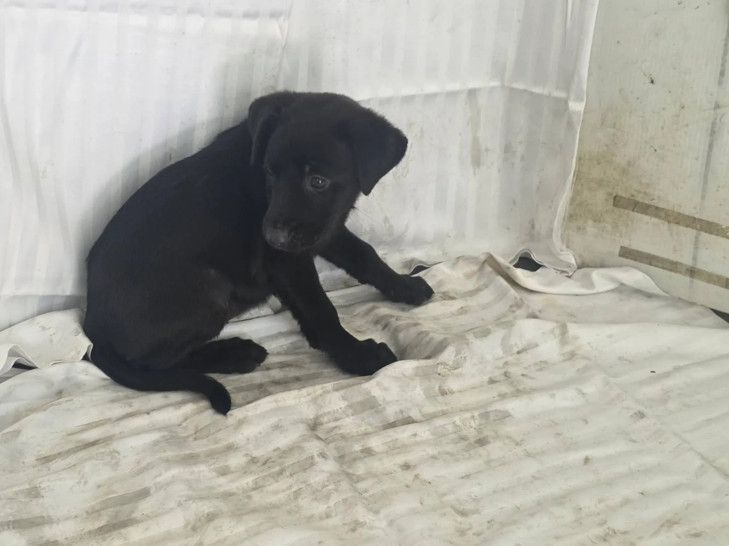 混種犬