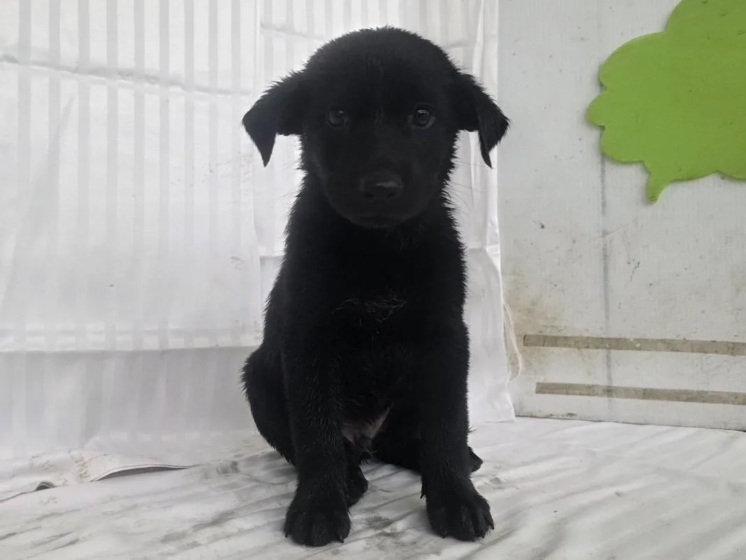 混種犬