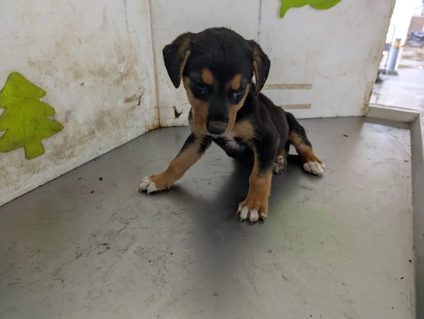 混種犬