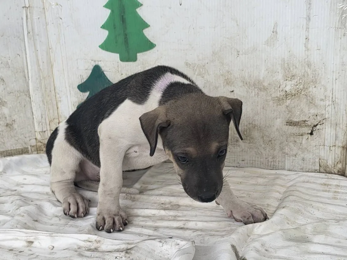 混種犬