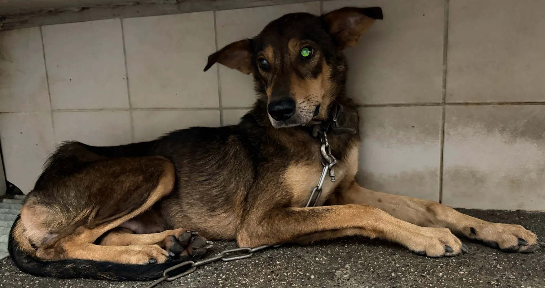 混種犬