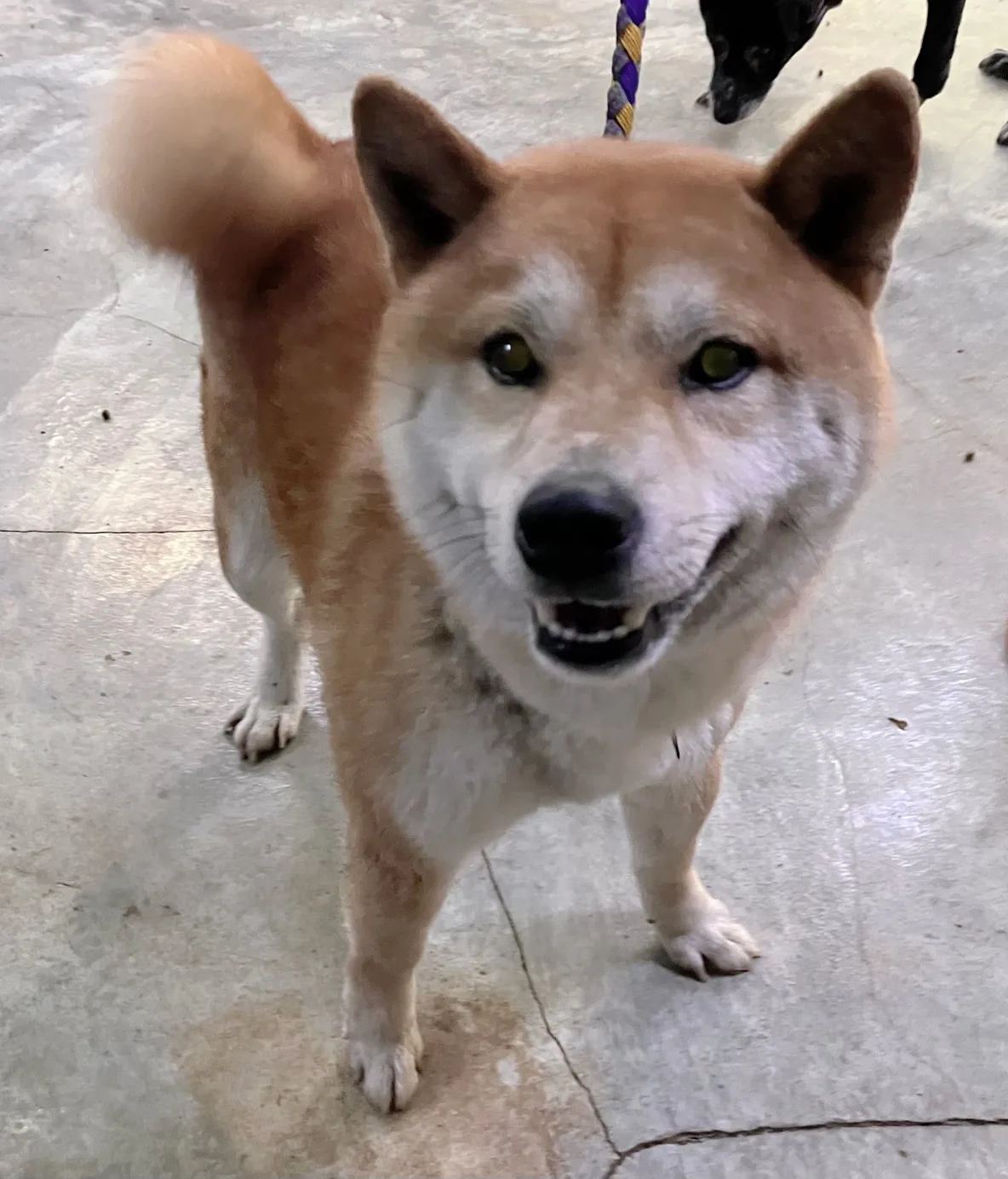 混種犬