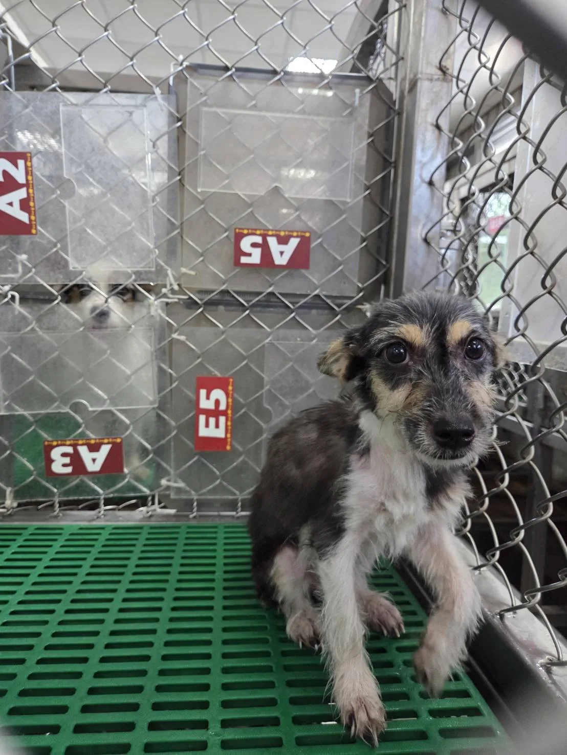 混種犬