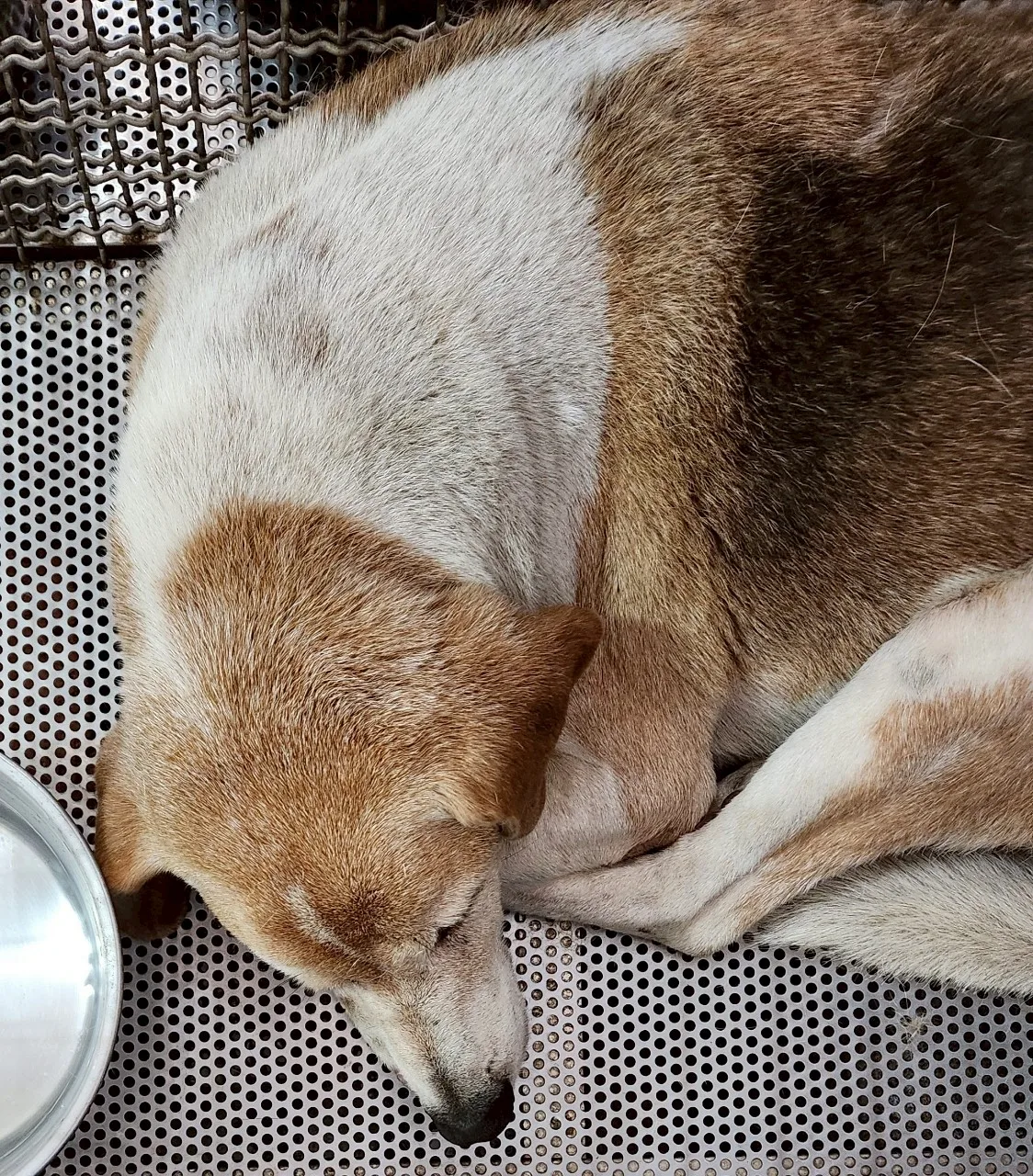 混種犬