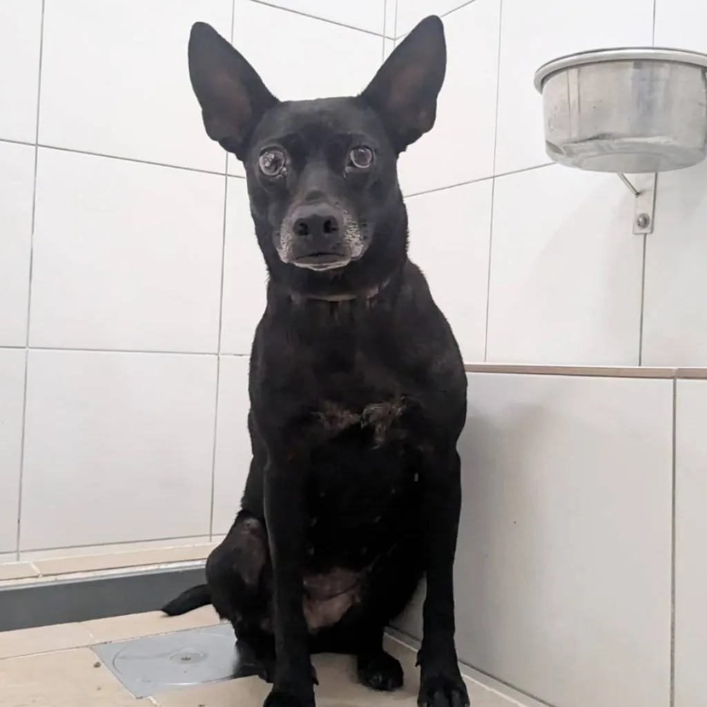 混種犬