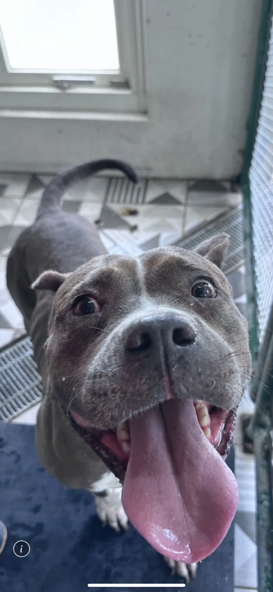 比特犬之混種犬