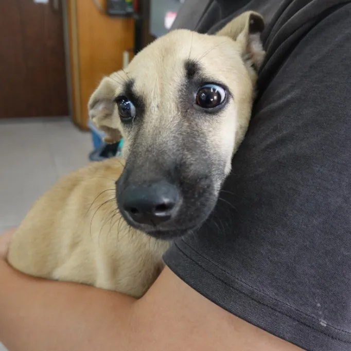 混種犬