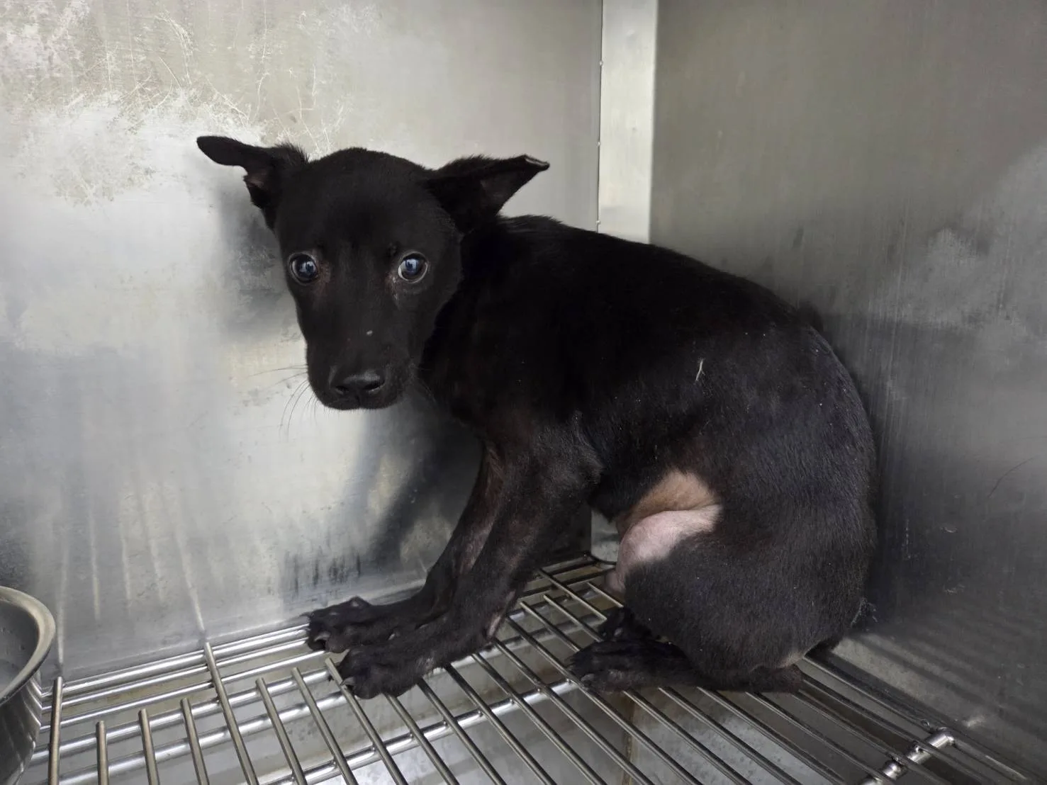 混種犬