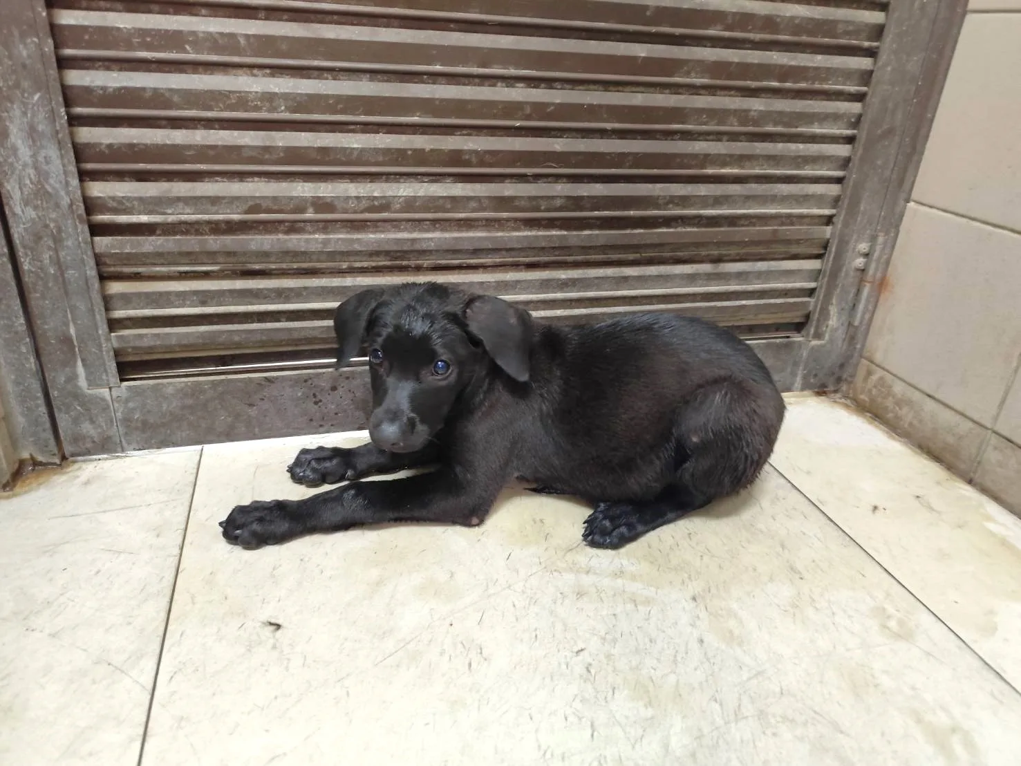 混種犬
