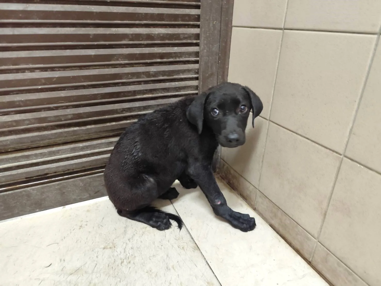 混種犬