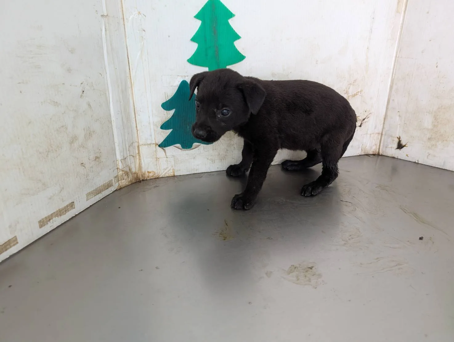 混種犬