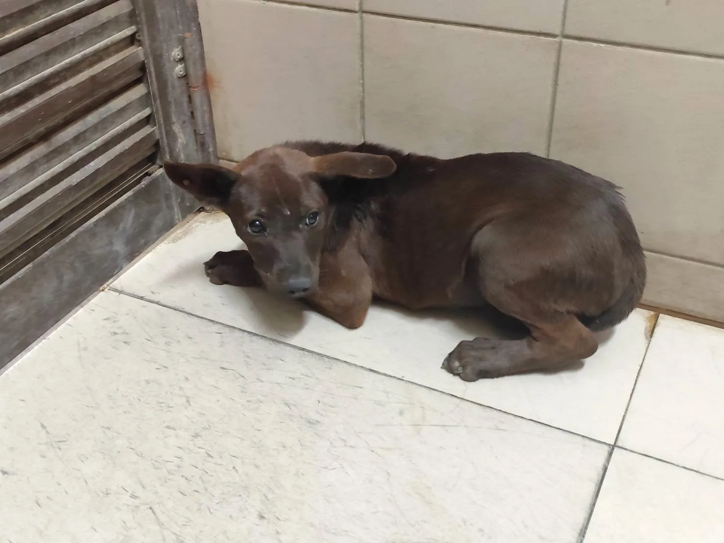 混種犬