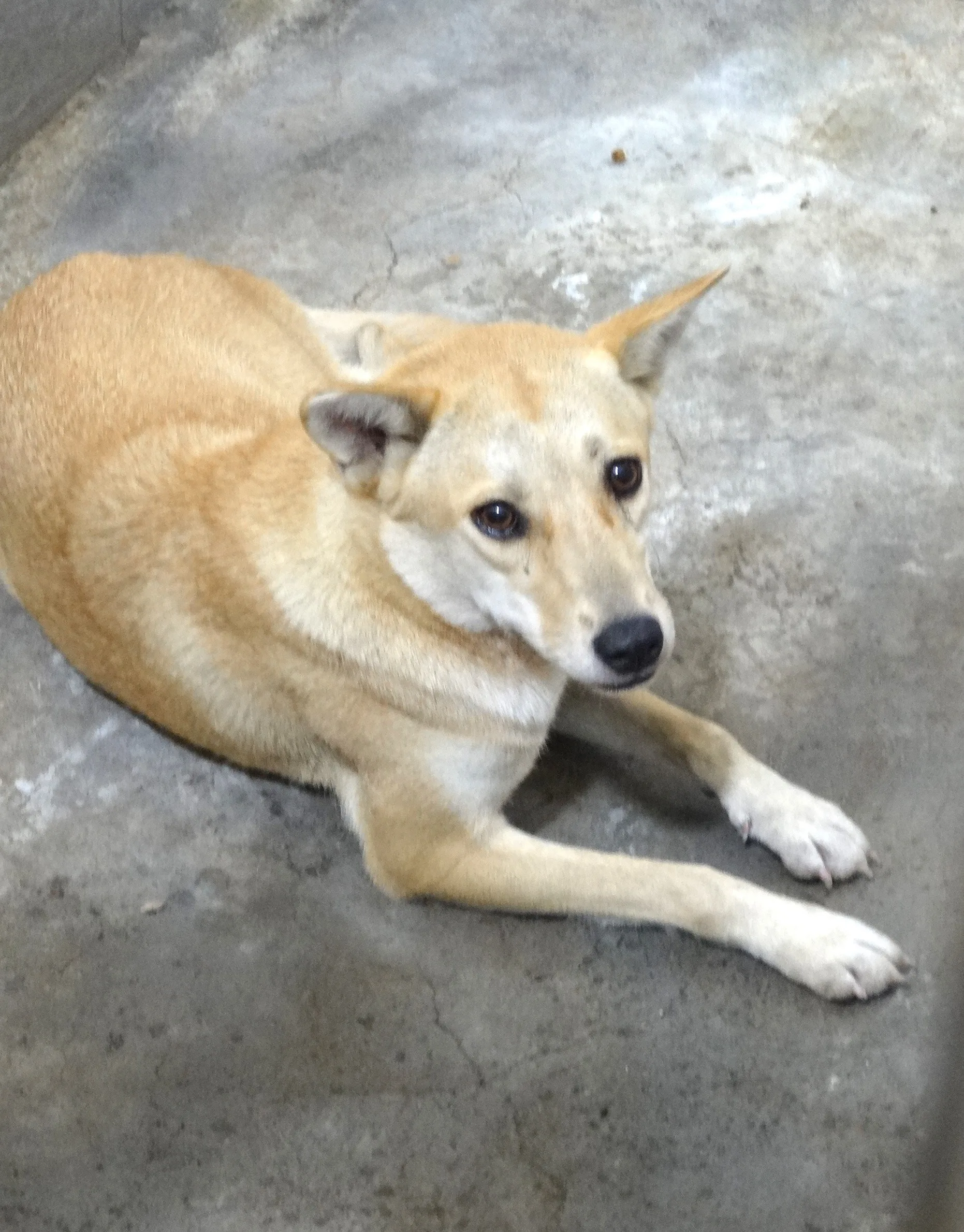 混種犬