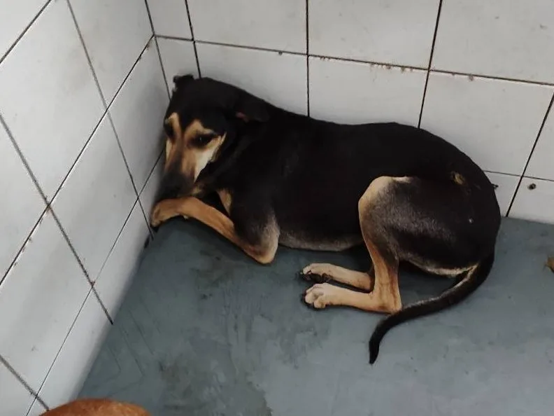 混種犬