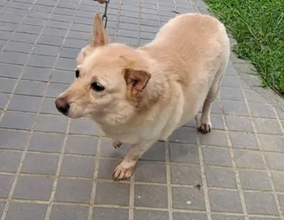 混種犬