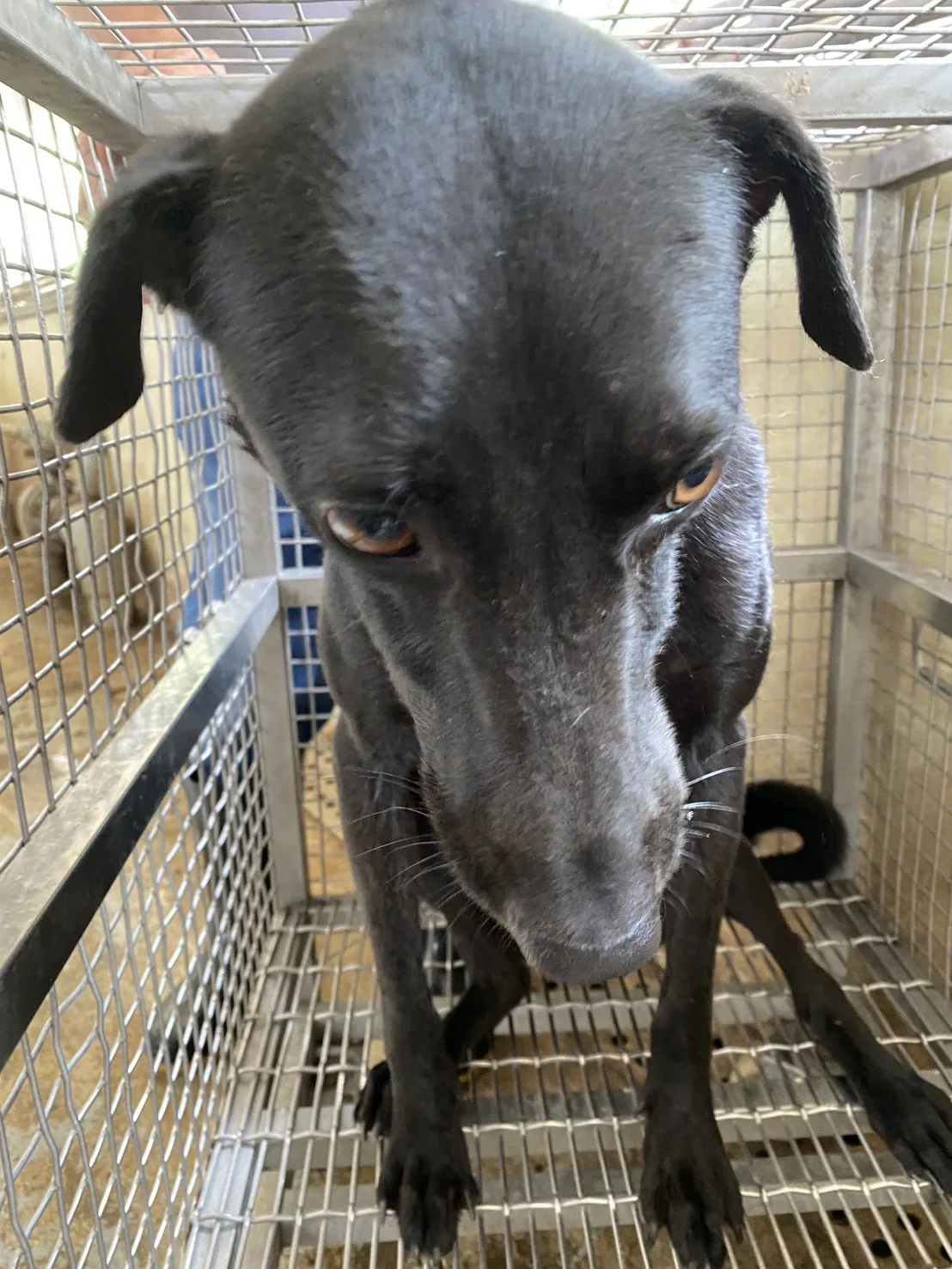 混種犬