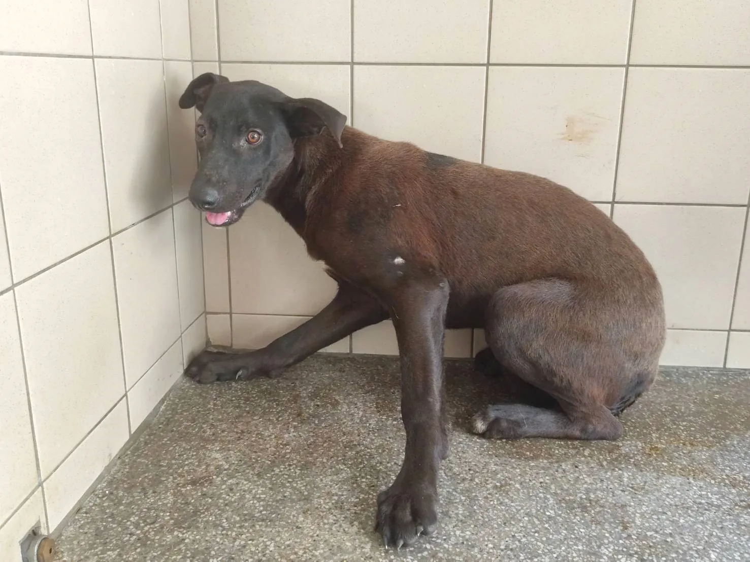 混種犬