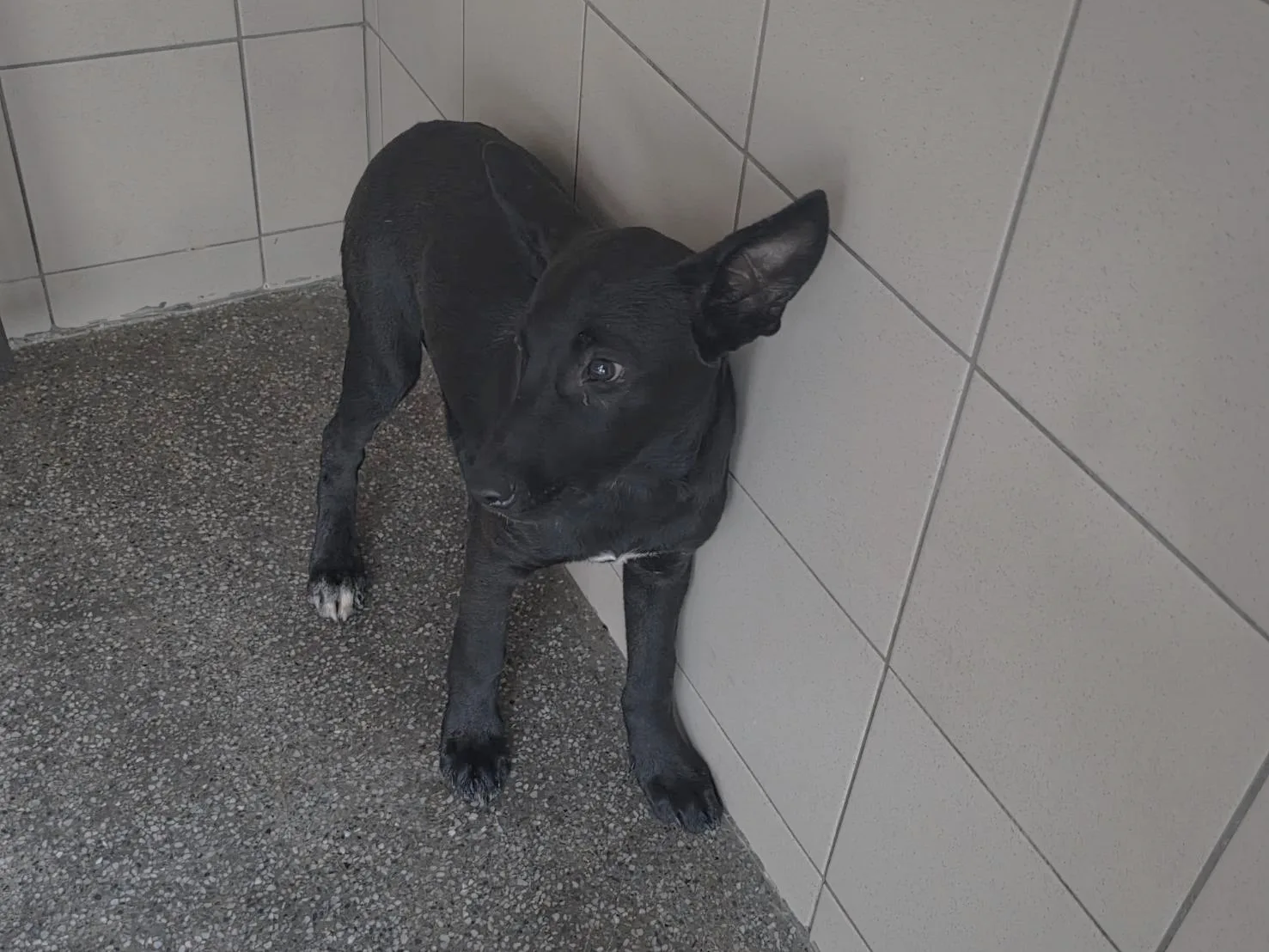 混種犬