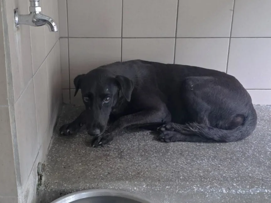 混種犬