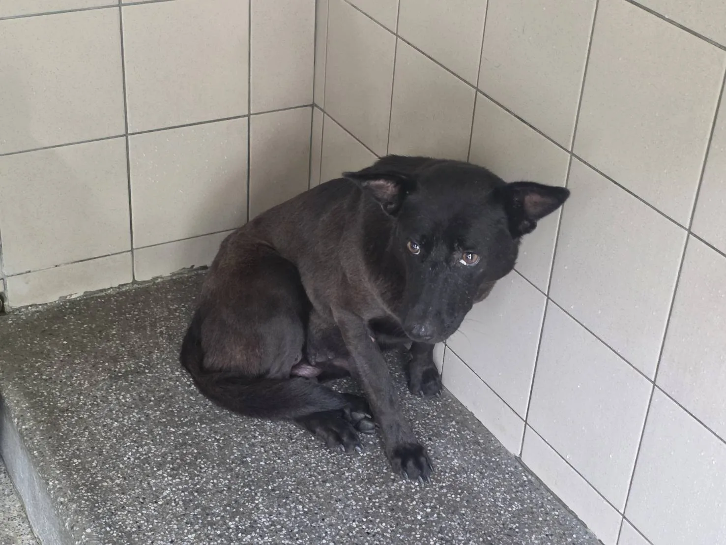 混種犬