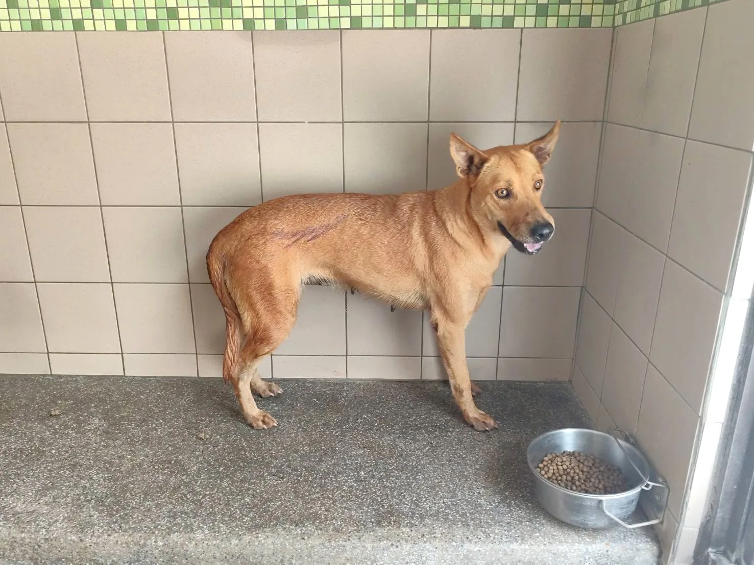 混種犬