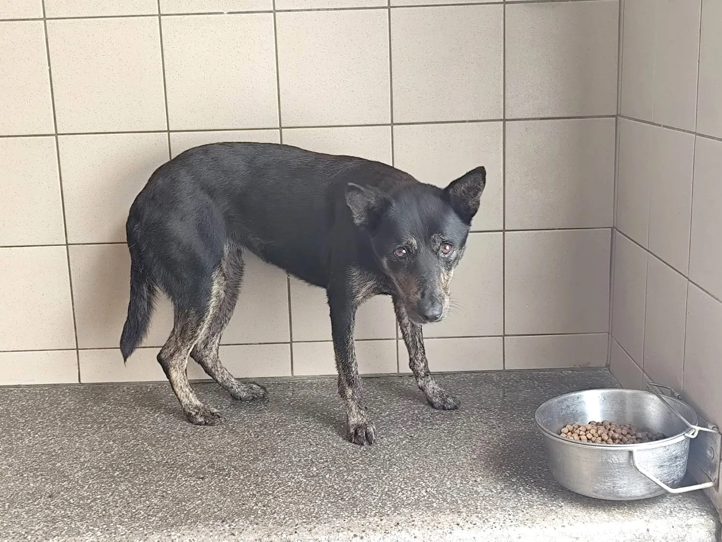 混種犬