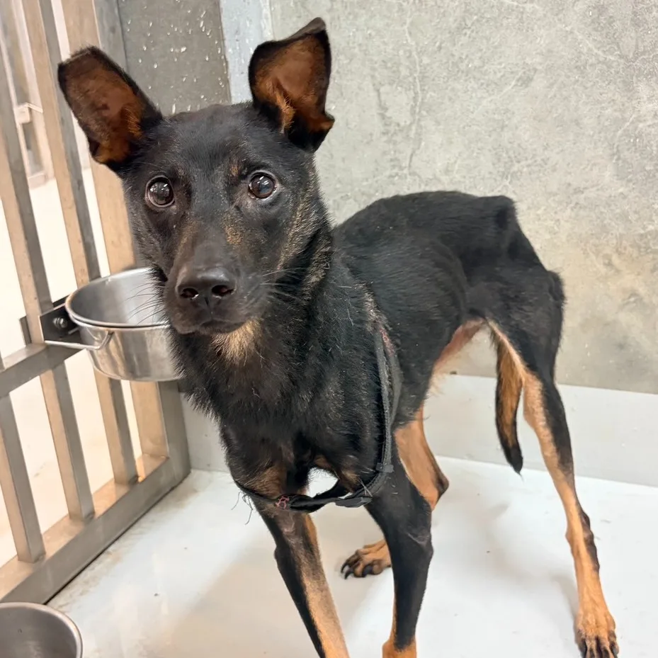 混種犬