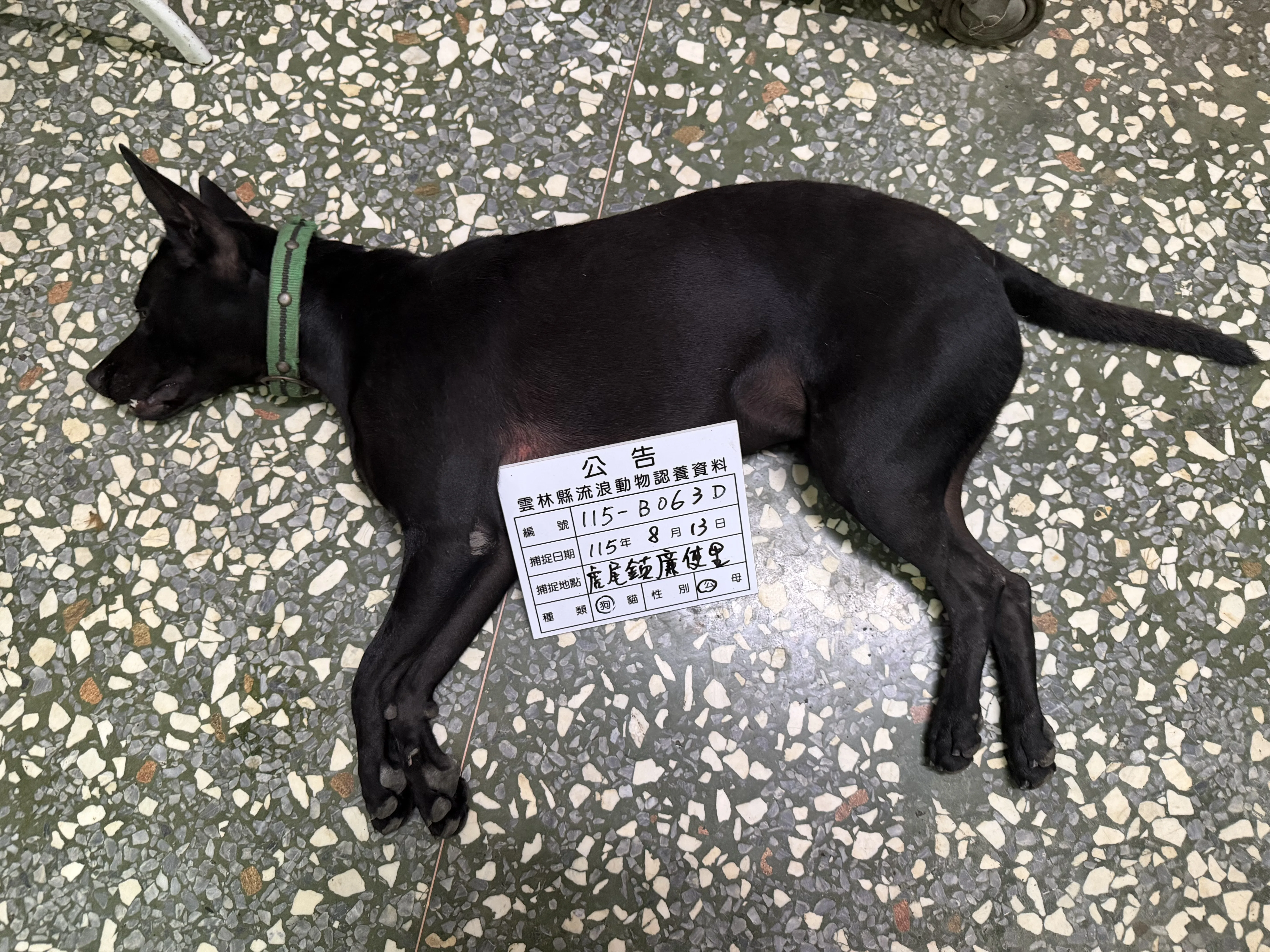 混種犬
