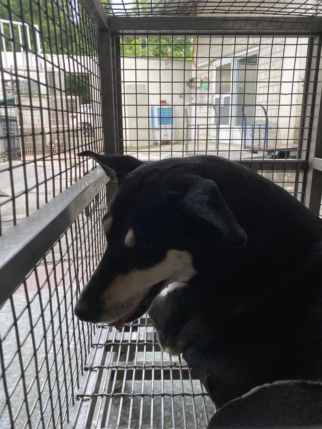 高山犬