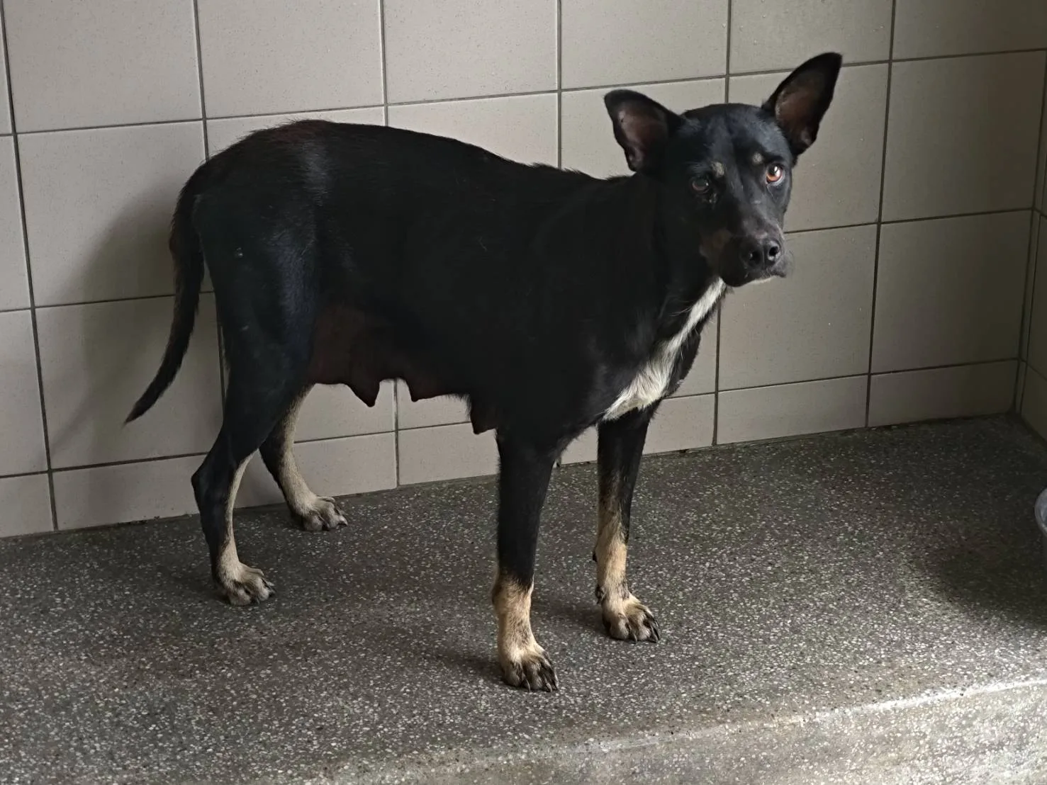 混種犬