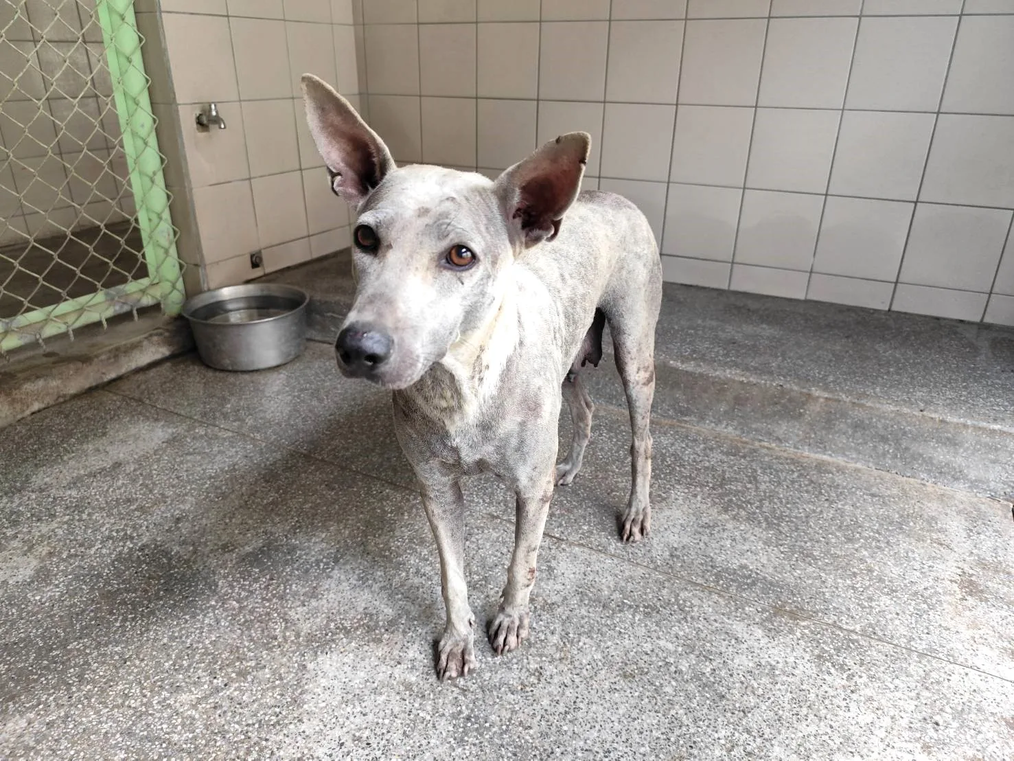混種犬
