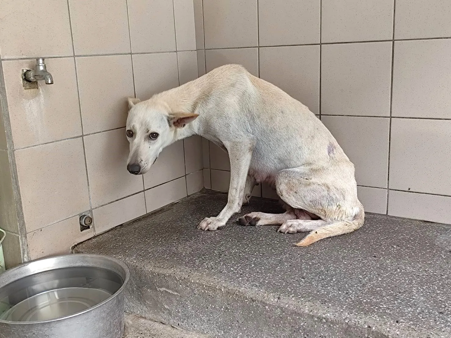 混種犬