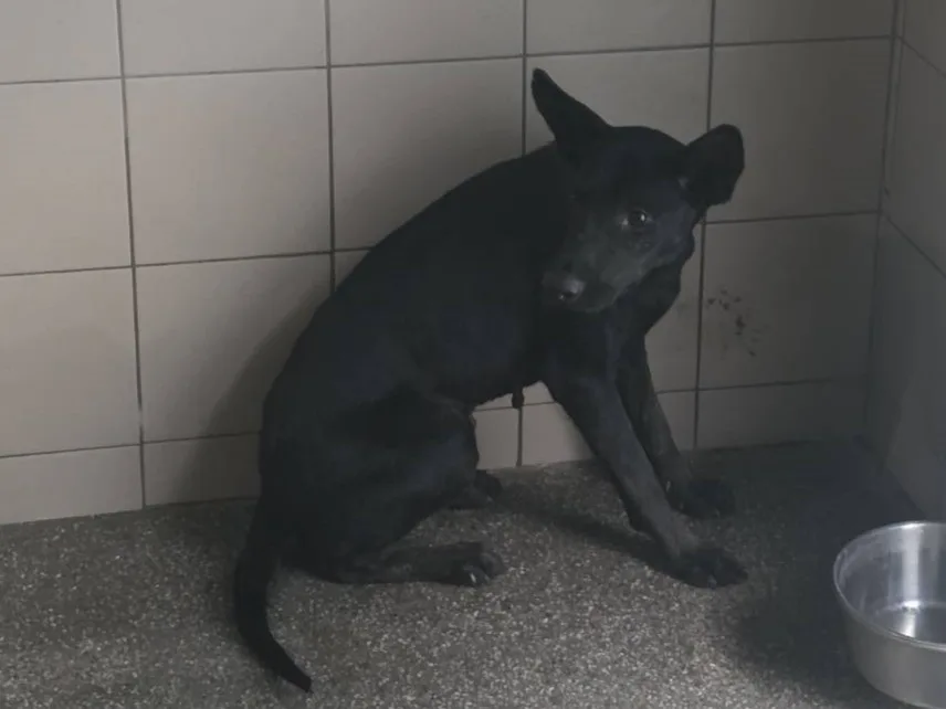 混種犬