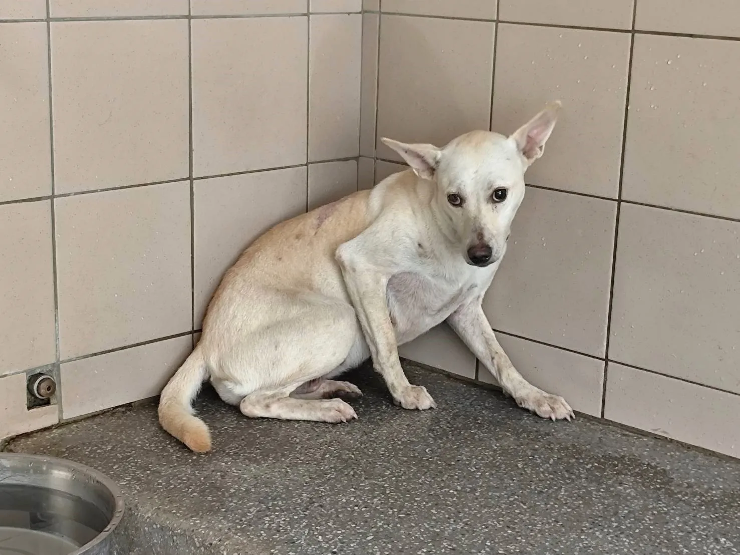 混種犬