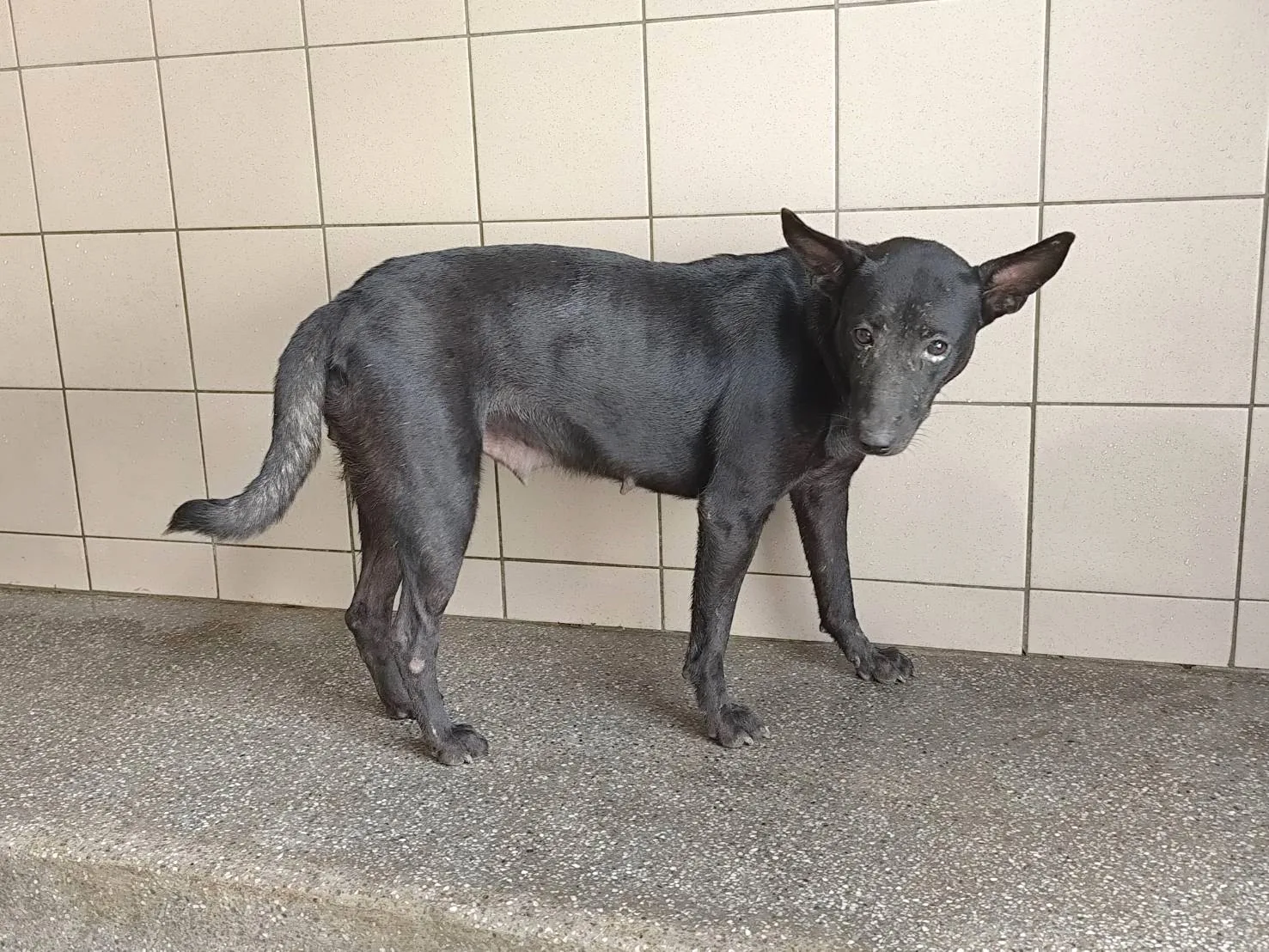 混種犬